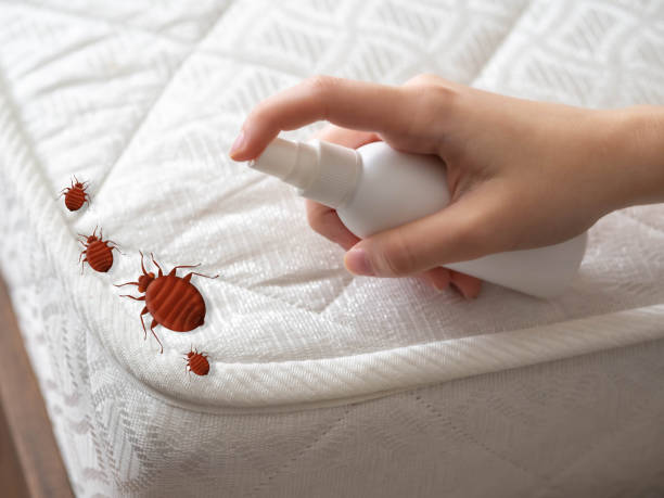 Best Emergency Pest Control  in Franklin Park, NJ