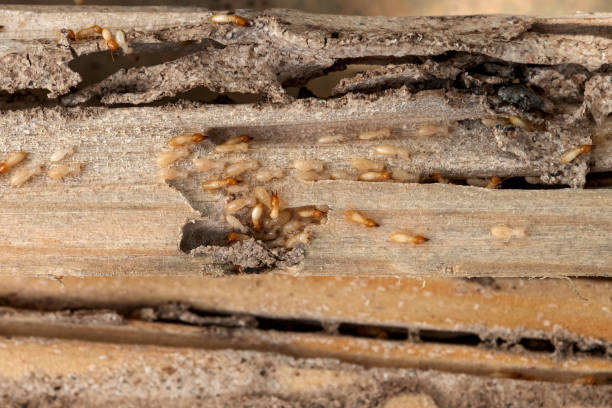 Best Pest Inspection Near Me  in Franklin Park, NJ